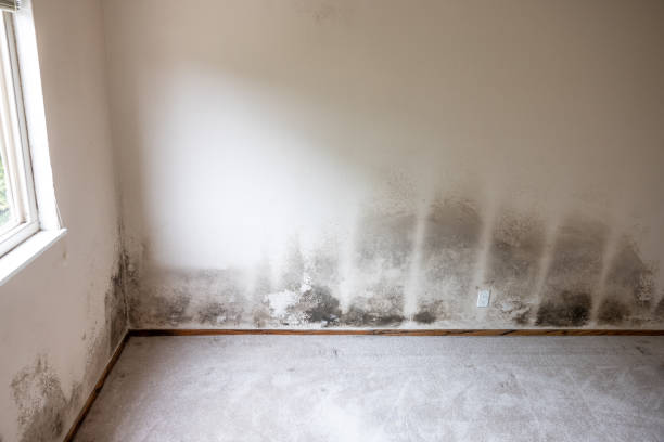 Professional Mold Removal in Joseph City, AZ