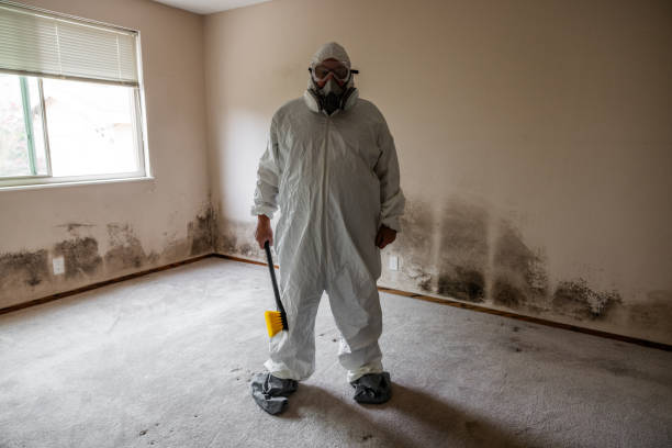 Environmental Consulting for Mold Prevention in Joseph City, AZ